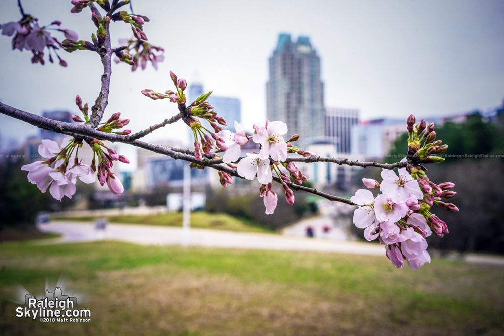 Cherry Blossom with downtown Raleigh