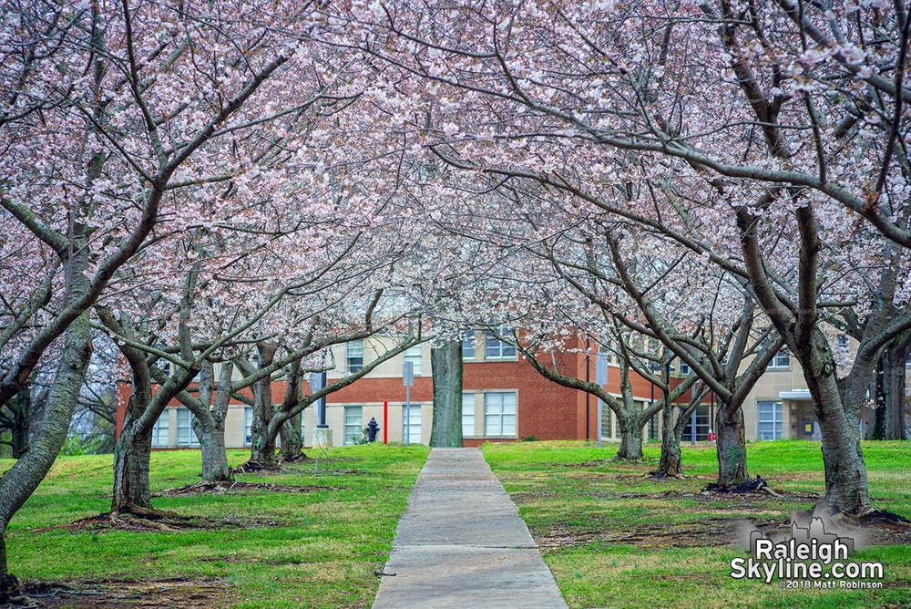 Row of Cherry Blossoms at the Cherry Building at Dorothea Dix