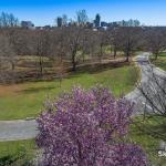 Saucer magnolia blooming at Dix Park