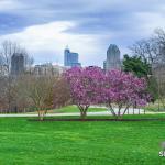 Spring at Dix Park