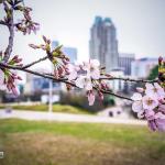 Cherry Blossom with downtown Raleigh