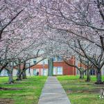 Row of Cherry Blossoms at the Cherry Building at Dorothea Dix