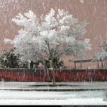 Trees covered in snow at Red Hat Amphitheater 