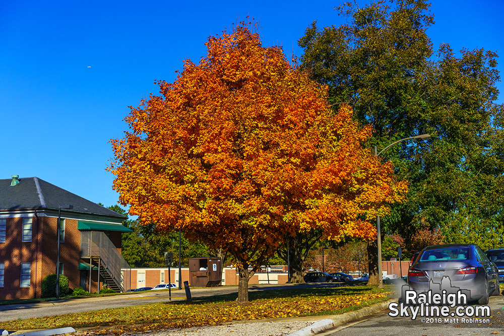 Dix Maple tree