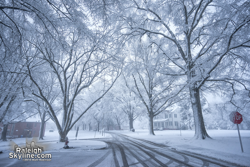 Snow covered oak trees at Dix Park