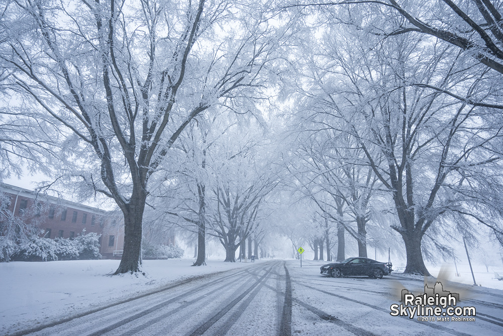 Snow covered oak trees at Dix Park