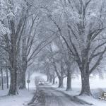 Snowy Oaks at Dix