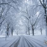 Snowy Oaks at Dix