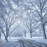 Snow covered oak trees at Dix Park