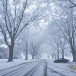 Snow covered oak trees at Dix Park