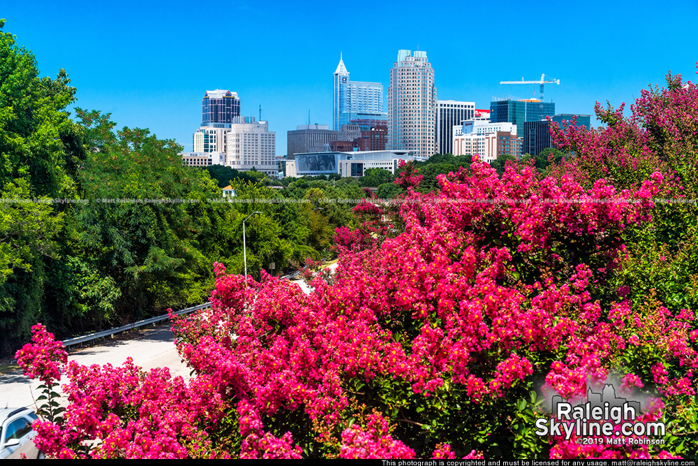 Crepe Myrtle trees in full bloom with Raleigh