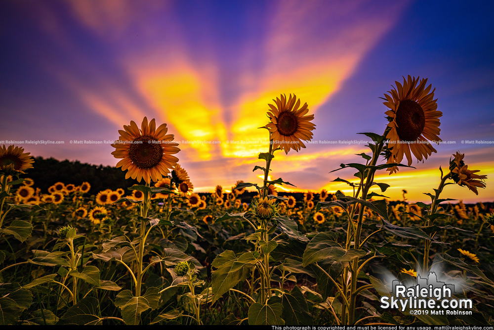 Sunbeams behind the Dorothea Dix Sunflowers