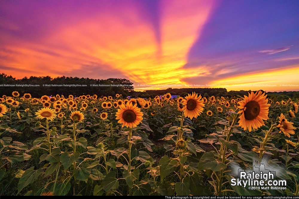 Sunset behind the Dorothea Dix Sunflowers