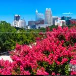 Crepe Myrtle trees in full bloom with Raleigh