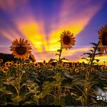 Sunbeams behind the Dorothea Dix Sunflowers