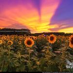 Sunset behind the Dorothea Dix Sunflowers