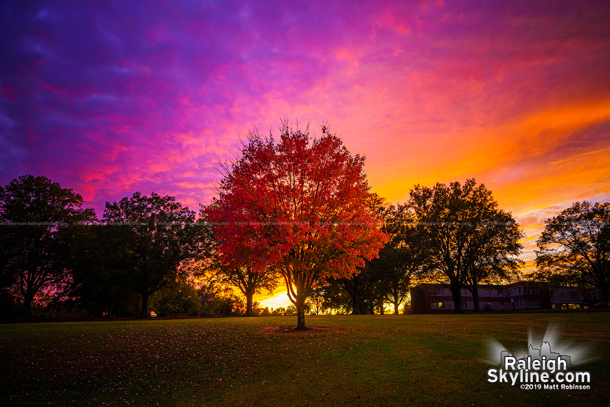 Red maple tree with a brilliant sunset at Dix Park