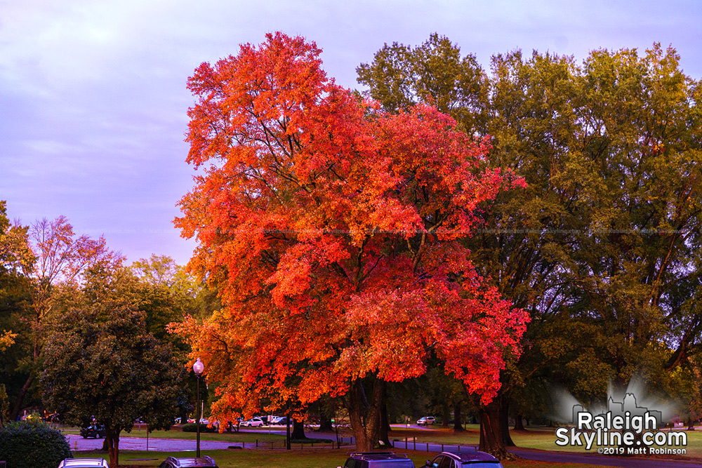 Bright red tree in Raleigh