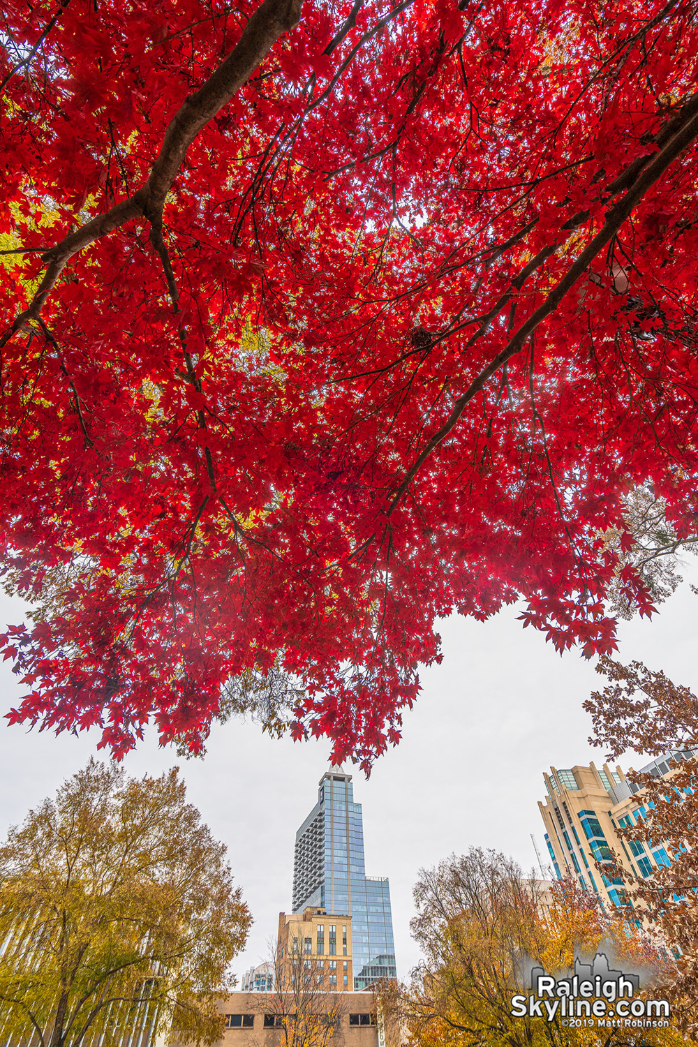 Bright red Japanese Maple tree in Nash Square