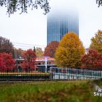 Foggy Raleigh with Fall leaves