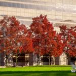 Row of trees with red leaves in Raleigh