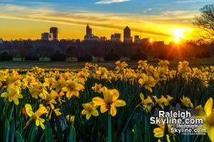 Dorothea Dix Park Daffodils and Raleigh Spring Scenes