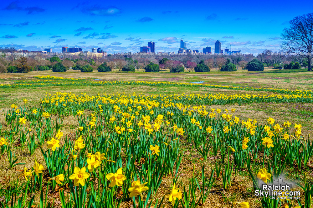 Dorothea Dix Park Daffodils and Raleigh Spring Scenes - RaleighSkyline