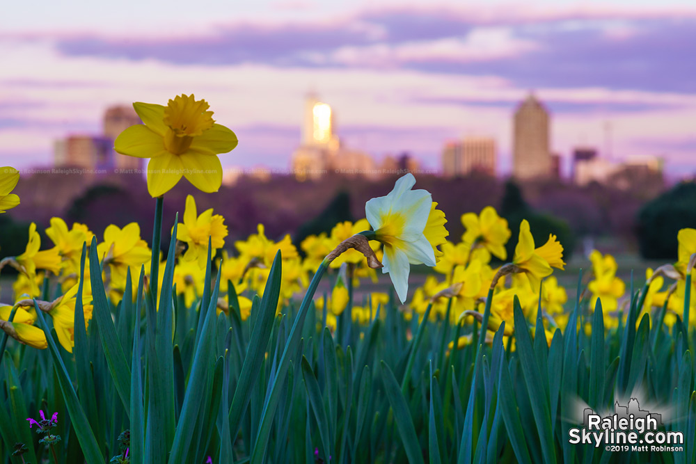 Dorothea Dix Park Daffodils and Raleigh Spring Scenes - RaleighSkyline