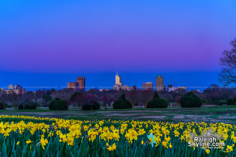 Sunset at the daffodils at Dix Park