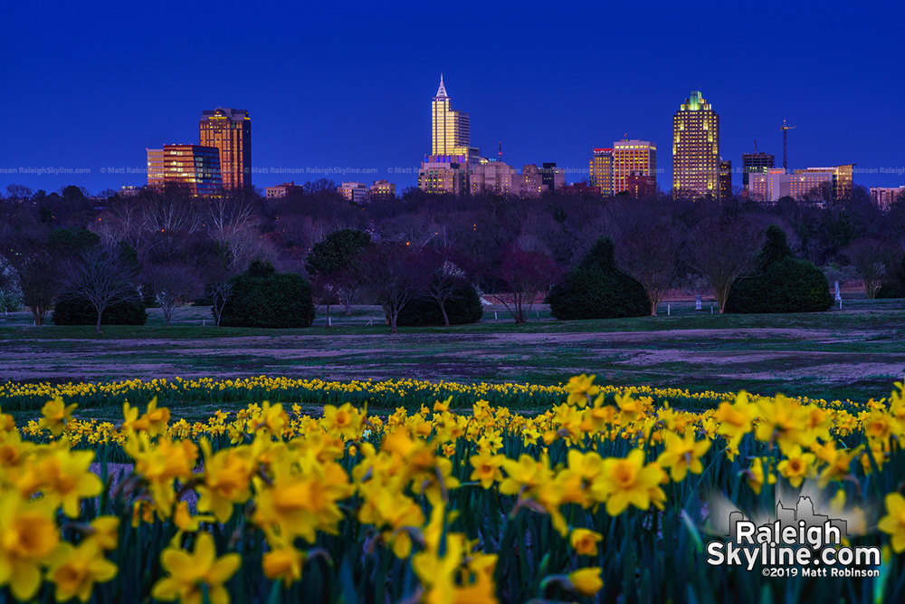 Sunset at the daffodils at Dix Park