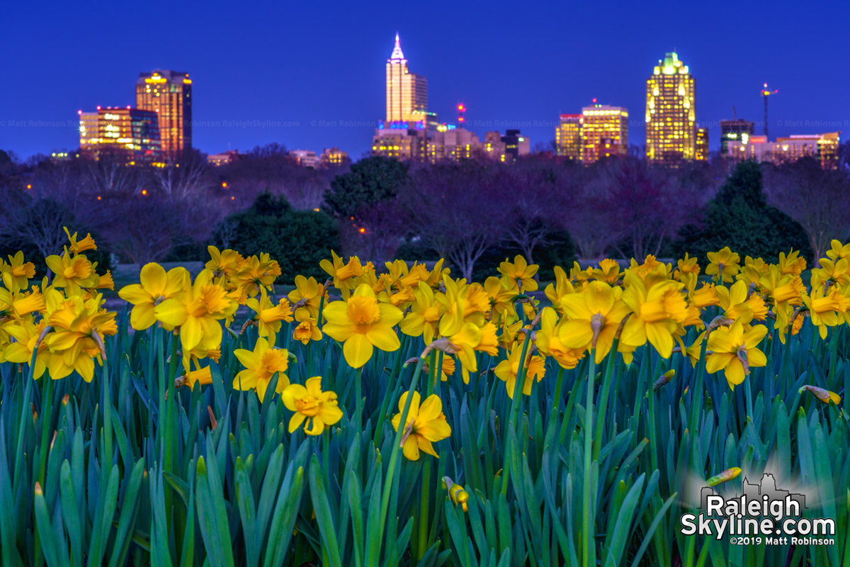 Dorothea Dix Park daffodils with the Raleigh Skyline at night ...