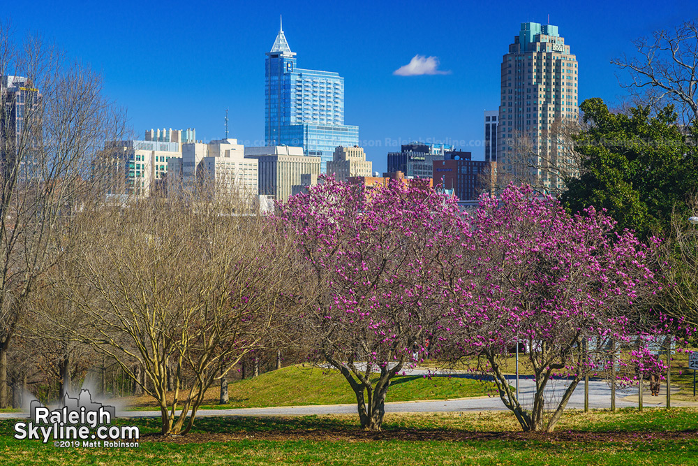 Flowering pink magnolia and downtown Raleigh 2019
