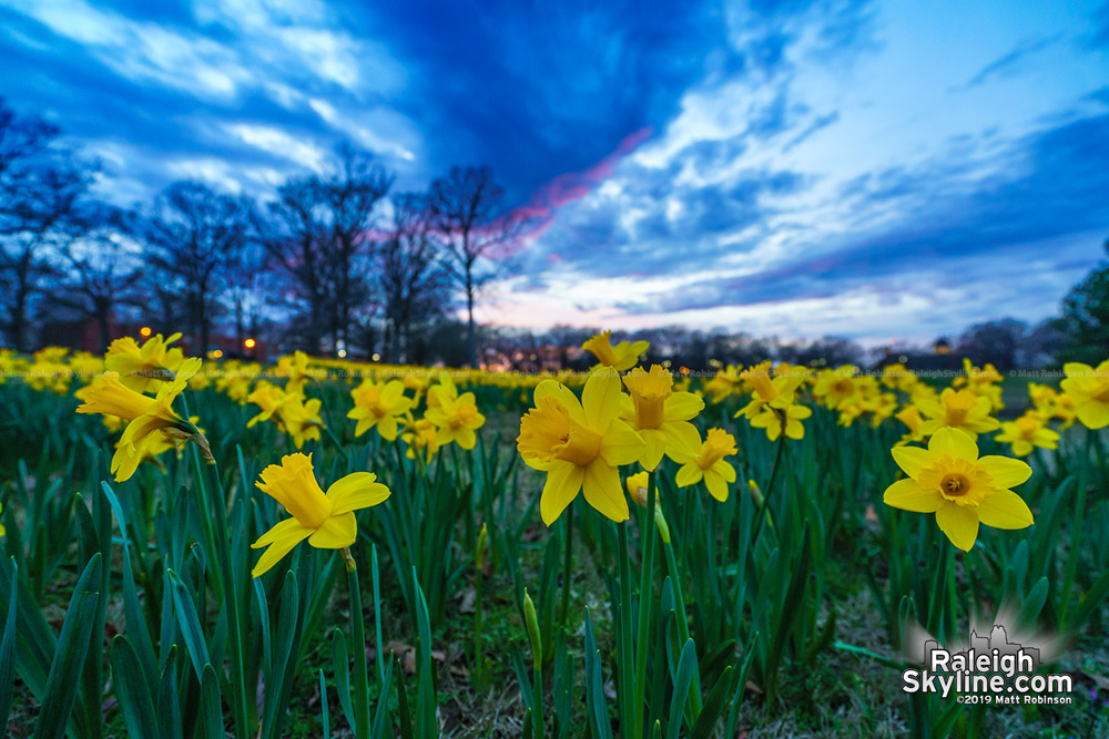 Daffodils at dusk