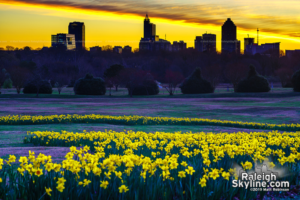 Pre-sunrise view of downtown Raleigh and thousand of daffodils