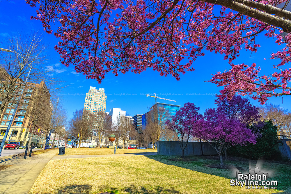 Early redbuds tree blooms and with Raleigh