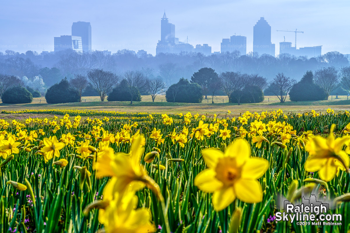 A misty sunrise morning in downtown Raleigh with daffoldils at Dix Park.