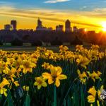 Dorothea Dix Park daffodils at sunrise with downtown Raleigh skyline