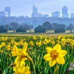 A misty sunrise morning in downtown Raleigh with daffoldils at Dix Park.