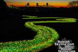 Painting the Raleigh daffodils with light