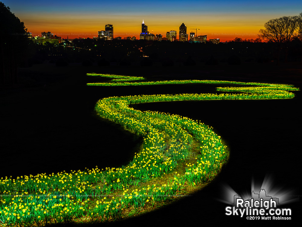 Painting the Raleigh daffodils with light before sunrise.