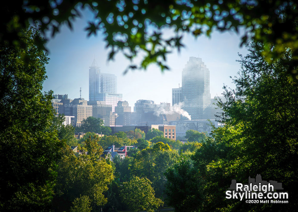 Heart shaped tree opening frames misty downtown Raleigh