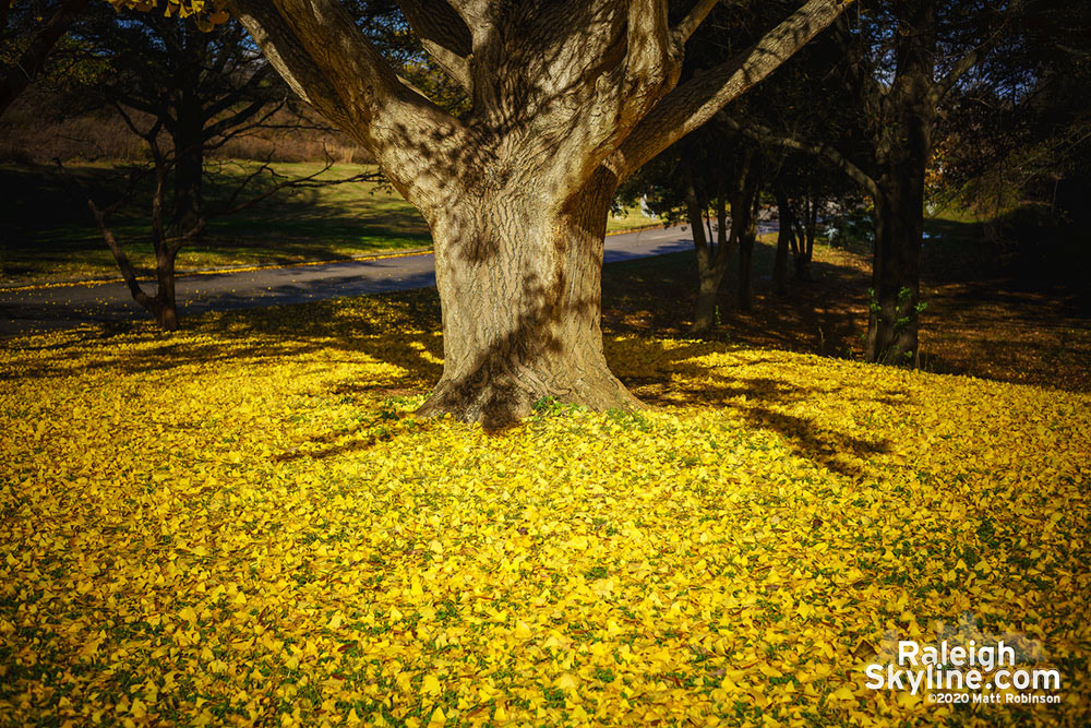 Gingko Tree at Dix Park