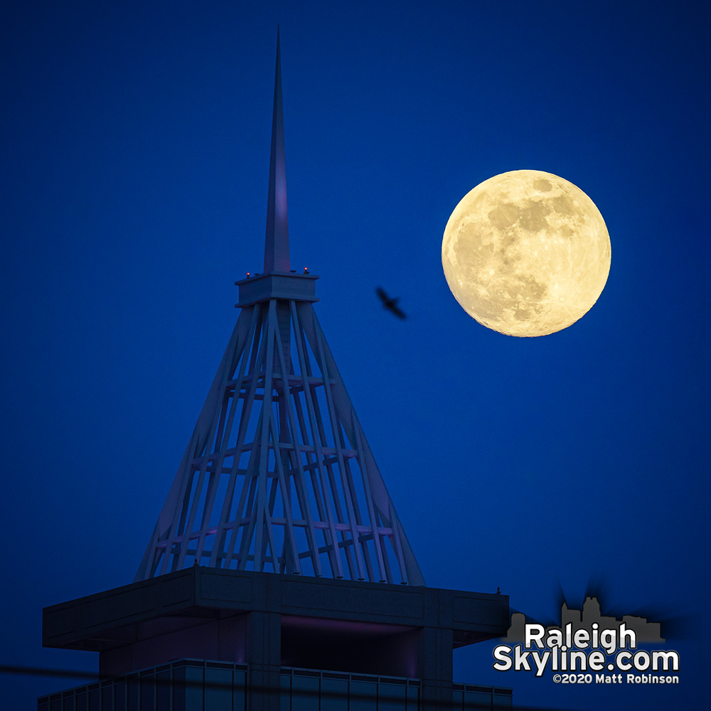 A bird flies between the rising moon and the spire of PNC Plaza in downtown Raleigh