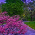 Pink Dogwood signals the start of spring