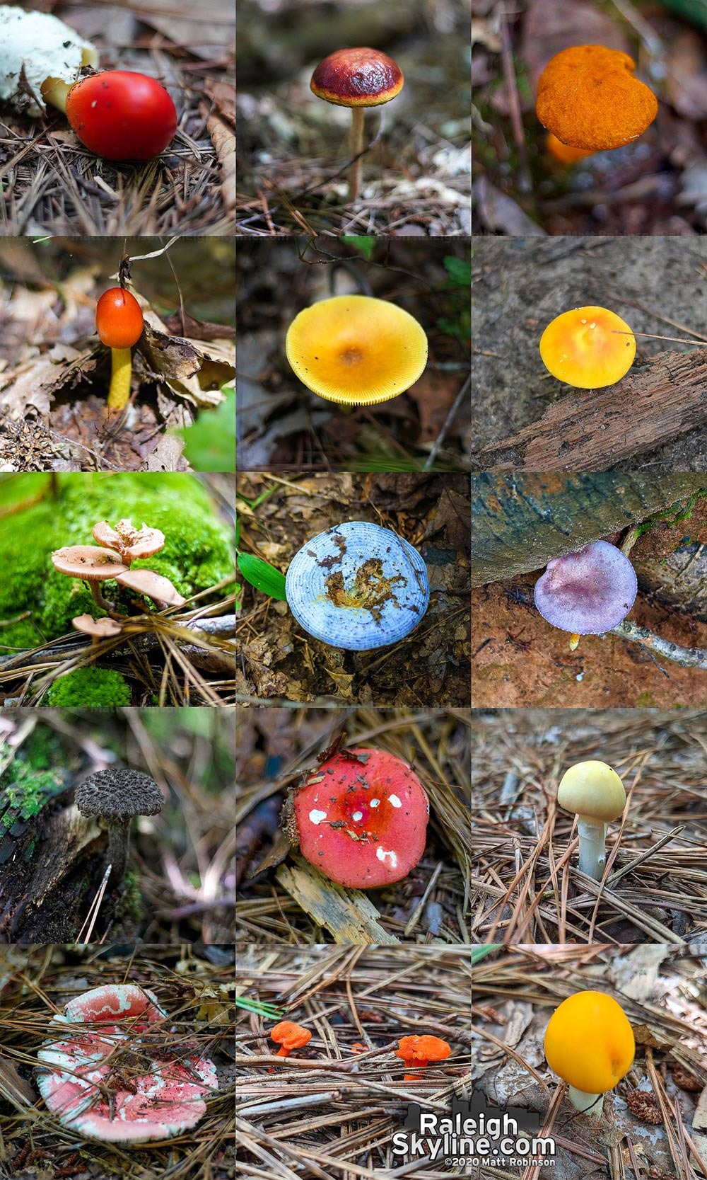 Variety of mushrooms spotted at Umstead State Park on August 22, 2020