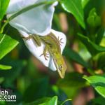 Baby Carolina anole on a backyard gardenia flower this morning.  Its body is only an inch long