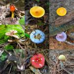 Variety of mushrooms spotted at Umstead State Park on August 22, 2020