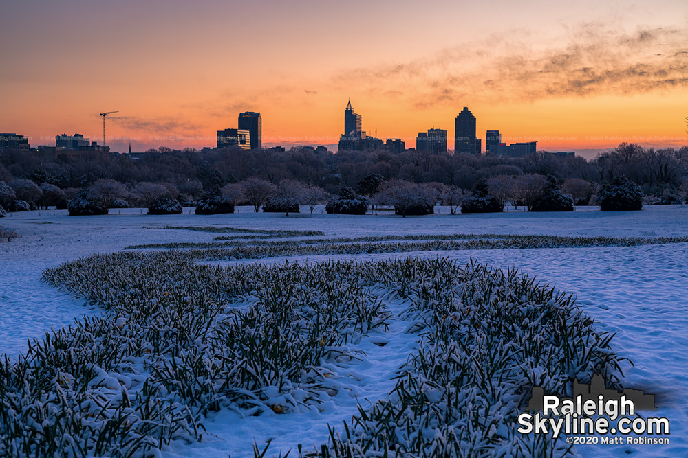 Snow covered daffoldills at Dix Park on February 21, 2020