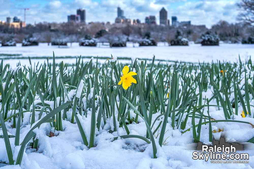 A resilient daffodil remains upright in today's melting snow at Dix Park.