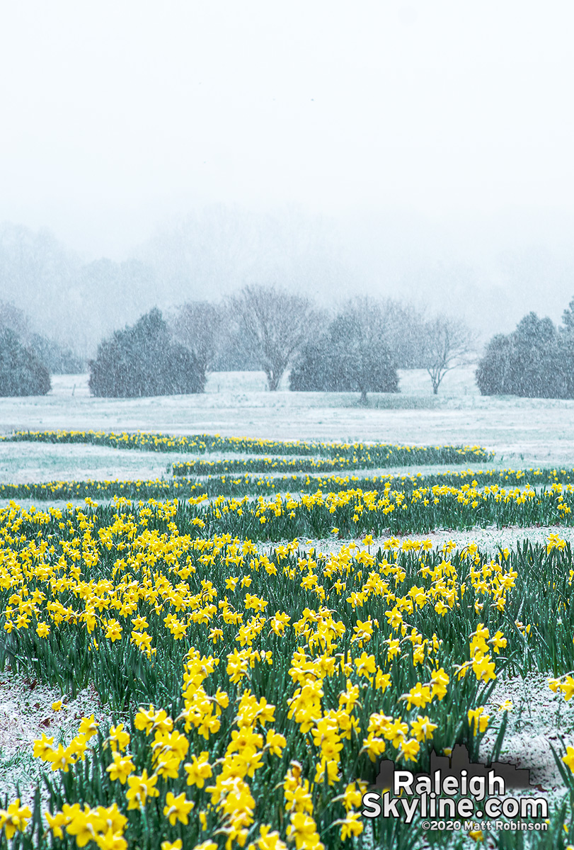 Snowy scene with bright yellow daffodils 